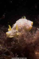 Nudibranch (Doriopsilla areolata) shot in Peniche, Portug... by Joao Pedro Tojal Loia Soares Silva 
